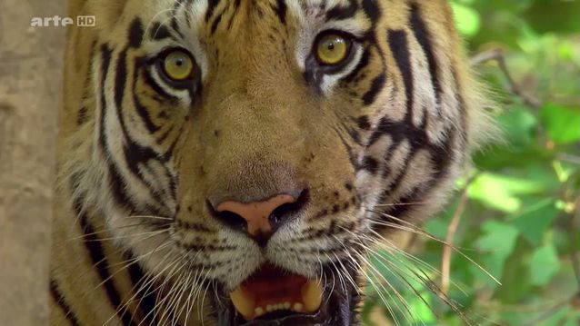 Sur la piste du tigre