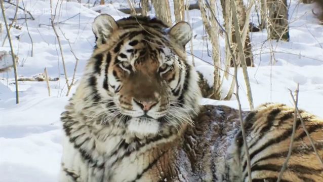a la recontre des tigres de siberie