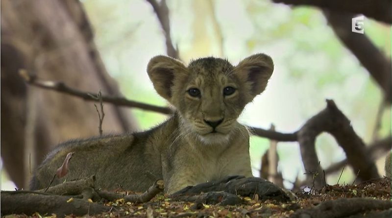 le desert du lion
