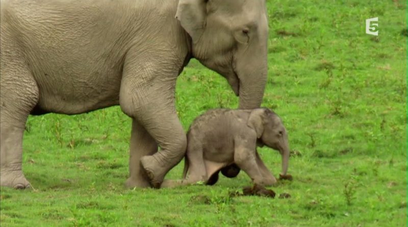 le royaume de l elephant