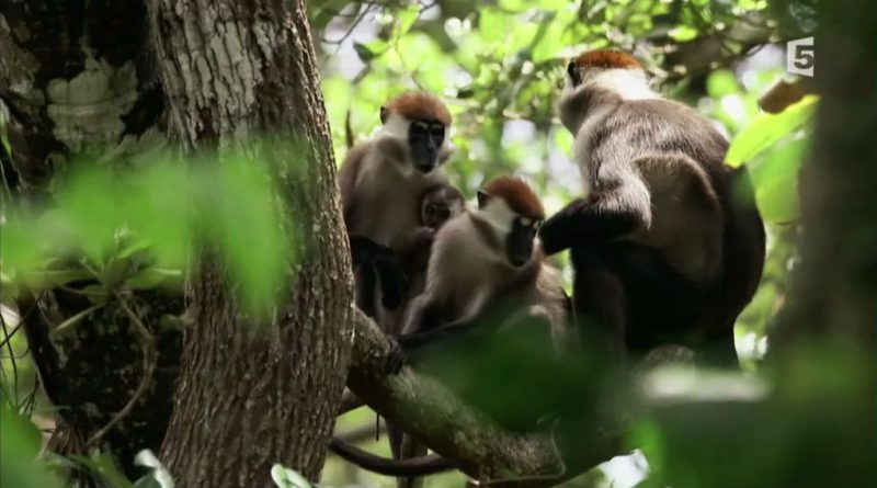 au coeur de la canopee gorilles en danger