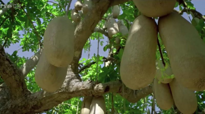 L'hippopotame et l arbre a saucisses