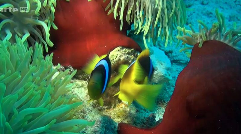 2014 – Ces drôles de poissons, pas si bêtes que ça!