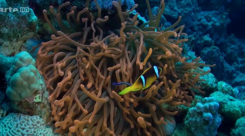 2014 – Ces drôles de poissons, pas si bêtes que ça!