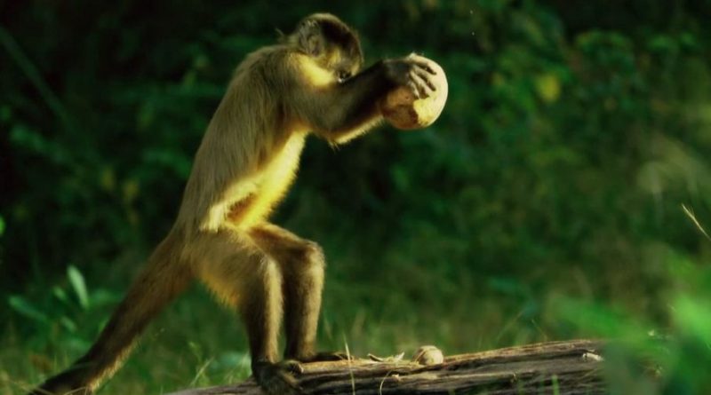 2016 – L’odyssée des primates, Amériques