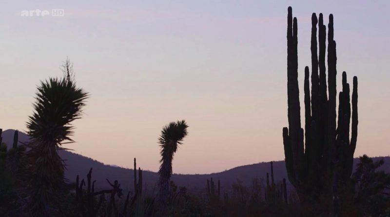 2015 – Un matin sur terre, Mexique, au cœur du Désert